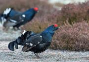 Birkhahnbalz - Black Grouse Courtship